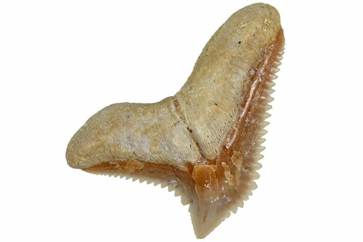 Tiger Shark (Galeocerdo Eaglesomi) Tooth - Dakhla, Morocco #225264